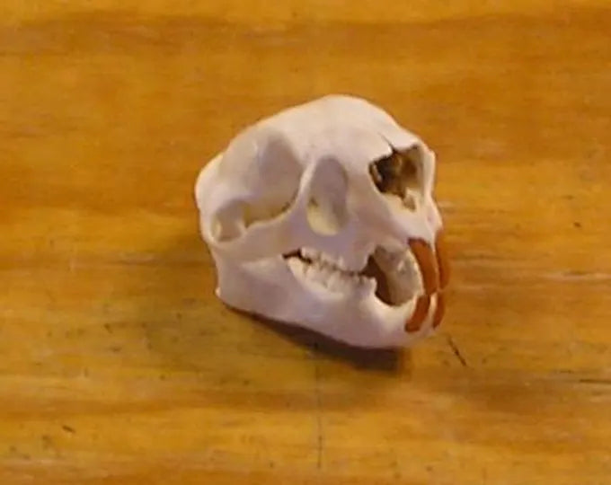 Porcupine Skull