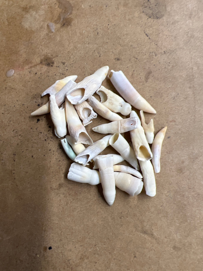 Alligator Teeth