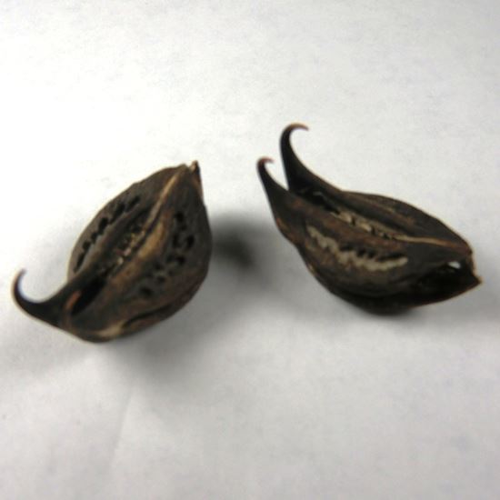 Bat Head Root