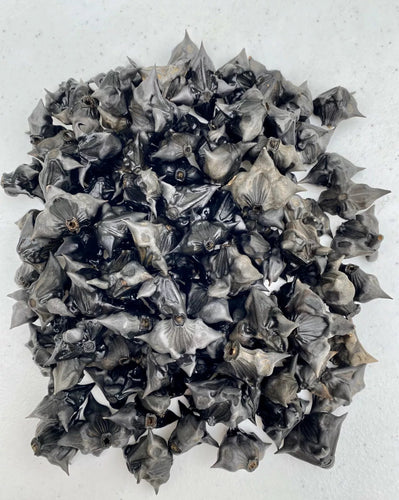 Devil's Pod (Bat Nut)