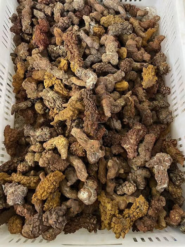 Dino Poop