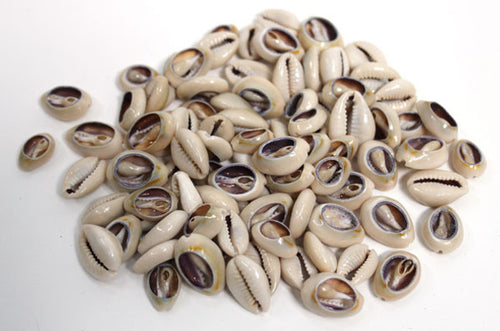 Cut Cowrie Shells
