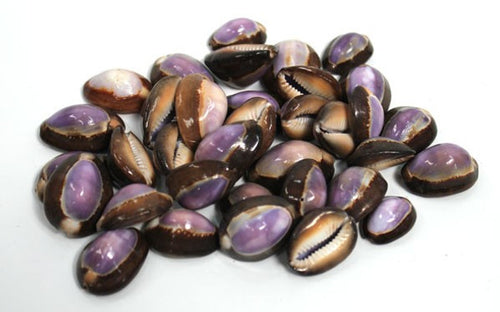 Purple Top Cowrie Shell