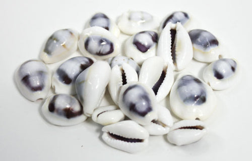 Purple Top White Cowrie Shells
