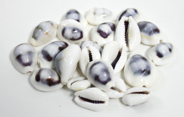 Purple Top White Cowrie Shells
