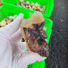 Clear Cluster Skull