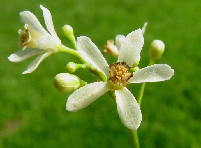 Neem, Powder