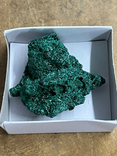 Silky Malachite (Kasompe, Congo) (3)