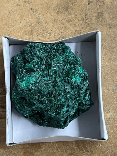 Silky Malachite (Kasompe, Congo) (7)