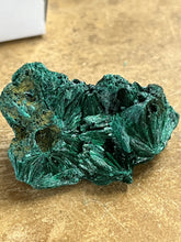 Silky Malachite (Kasompe, Congo) (9)