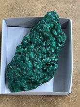 Silky Malachite (Kasompe, Congo) (11)