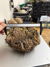 Rose of Jericho