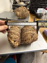 Rose of Jericho
