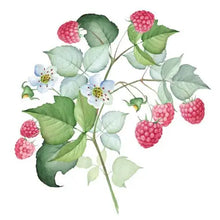 Raspberry Leaf (Organic)