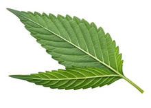 Neem Leaf