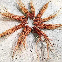Queen Ann's Lace Root