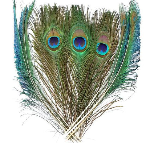 Peacock Feathers