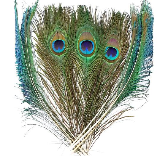 Peacock Feathers