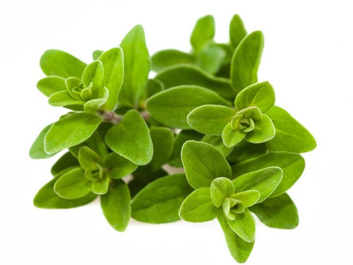 Marjoram