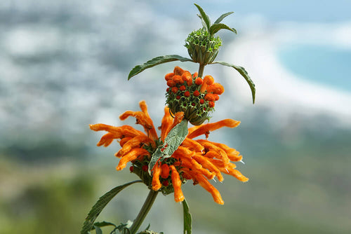 Lion's Ear (Leonotis Nepetifolia) Organic