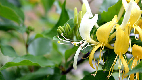 Honeysuckle