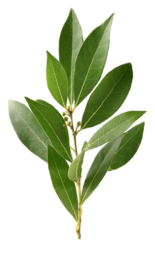 Bay Leaf (Whole)