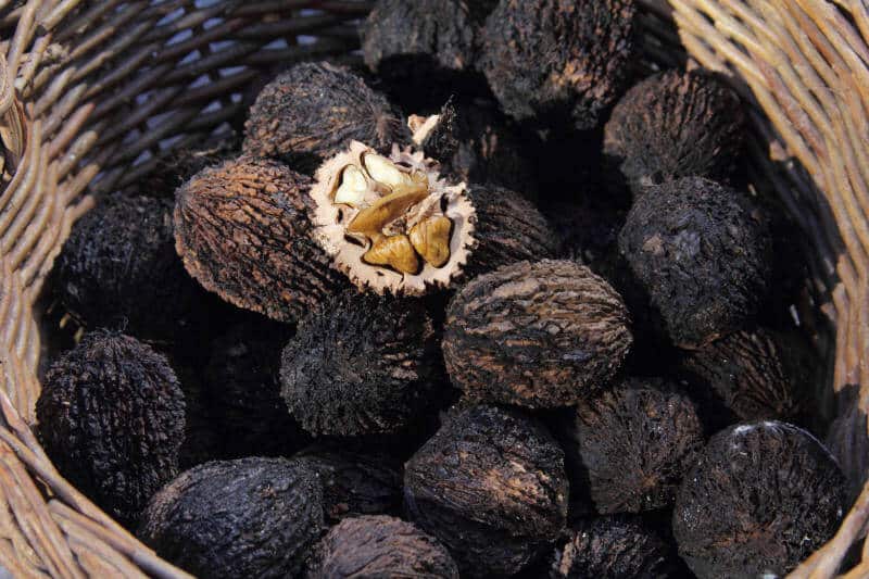 Black Walnut (Whole, 9) – The Witch Depot