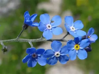 Forget Me Knot Flowers