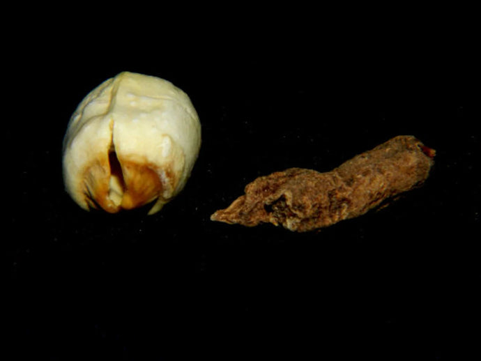 Adam and Eve Root