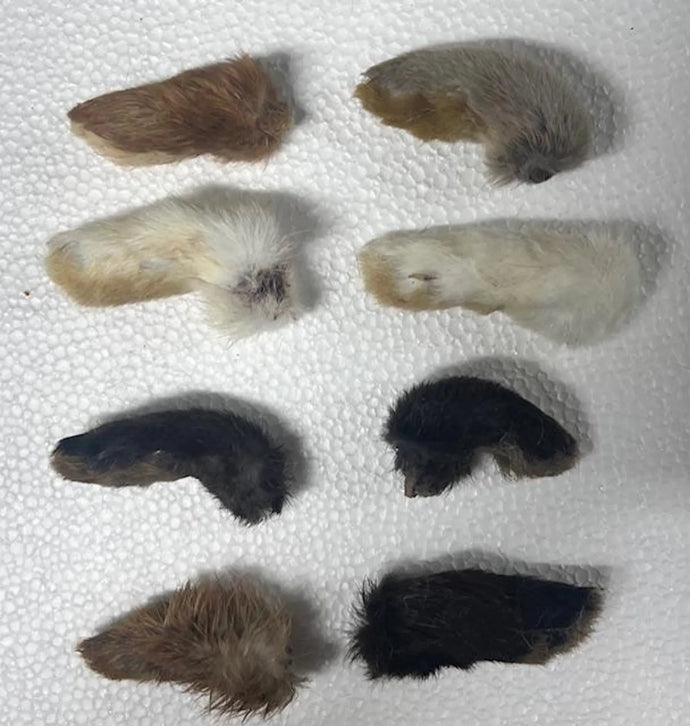 Rabbit Foot