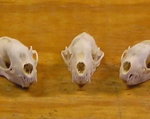 Skunk Skull