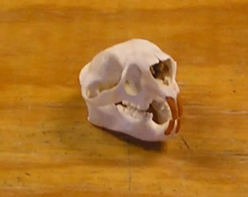 Porcupine Skull