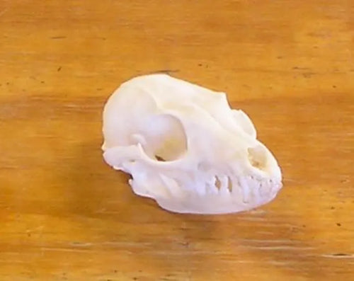Gray Fox Skull