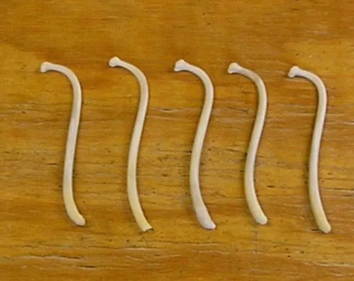 Large Raccoon Baculum Bones