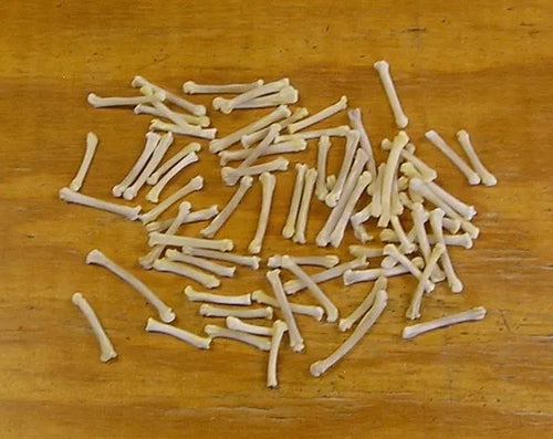 Bobcat Foot Bones