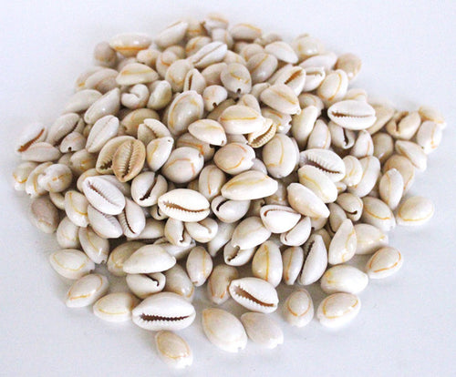 Annulus Cooked Cowrie Seashells