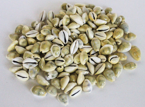 Money Cowrie Shells