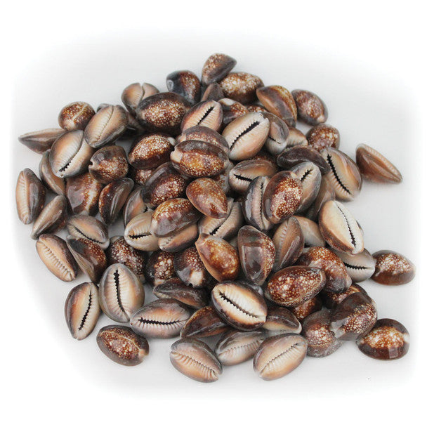 Snakehead Cowrie Shells – The Witch Depot