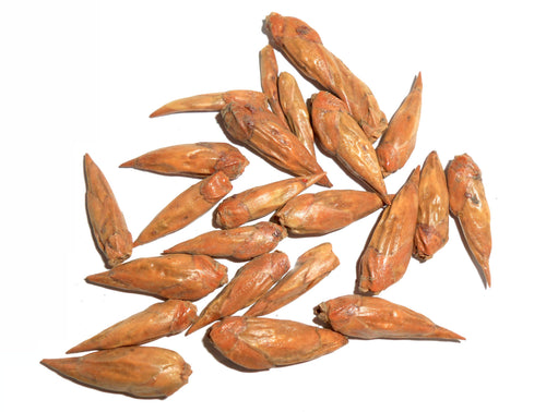 Balm of Gilead Buds (Organic)