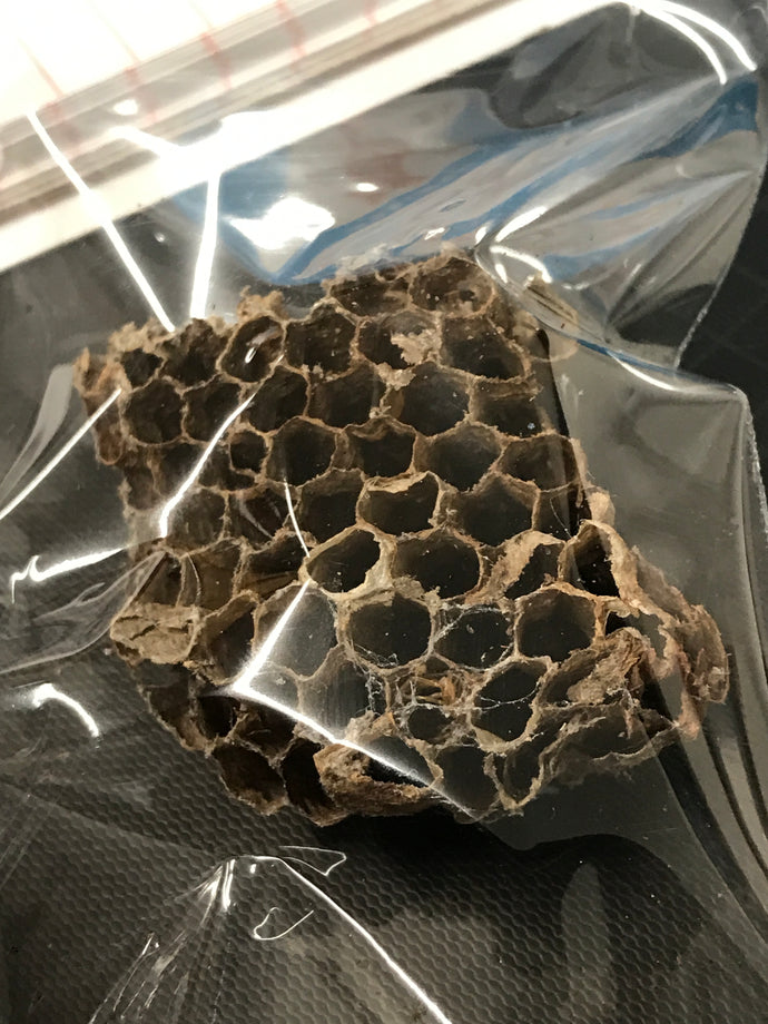 Wasp Nest